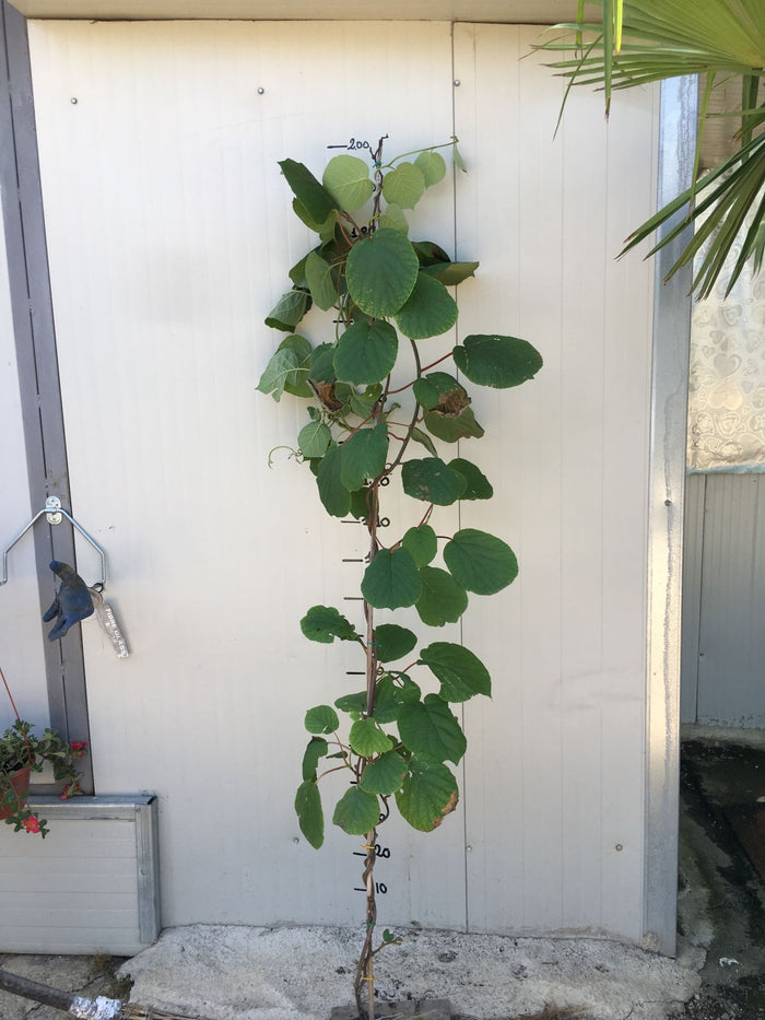 Pianta di Kiwi Tomuri- Impollinatore Maschio foto reali H 150cm