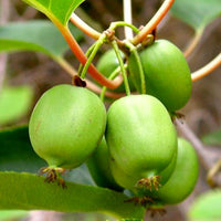 Pianta di Kiwi Arguta Issai (autofertile) mini kiwi foto reali H 110cm