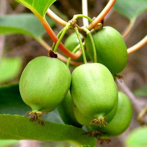 Pianta di Kiwi Arguta Issai (autofertile) mini kiwi foto reali H 110cm