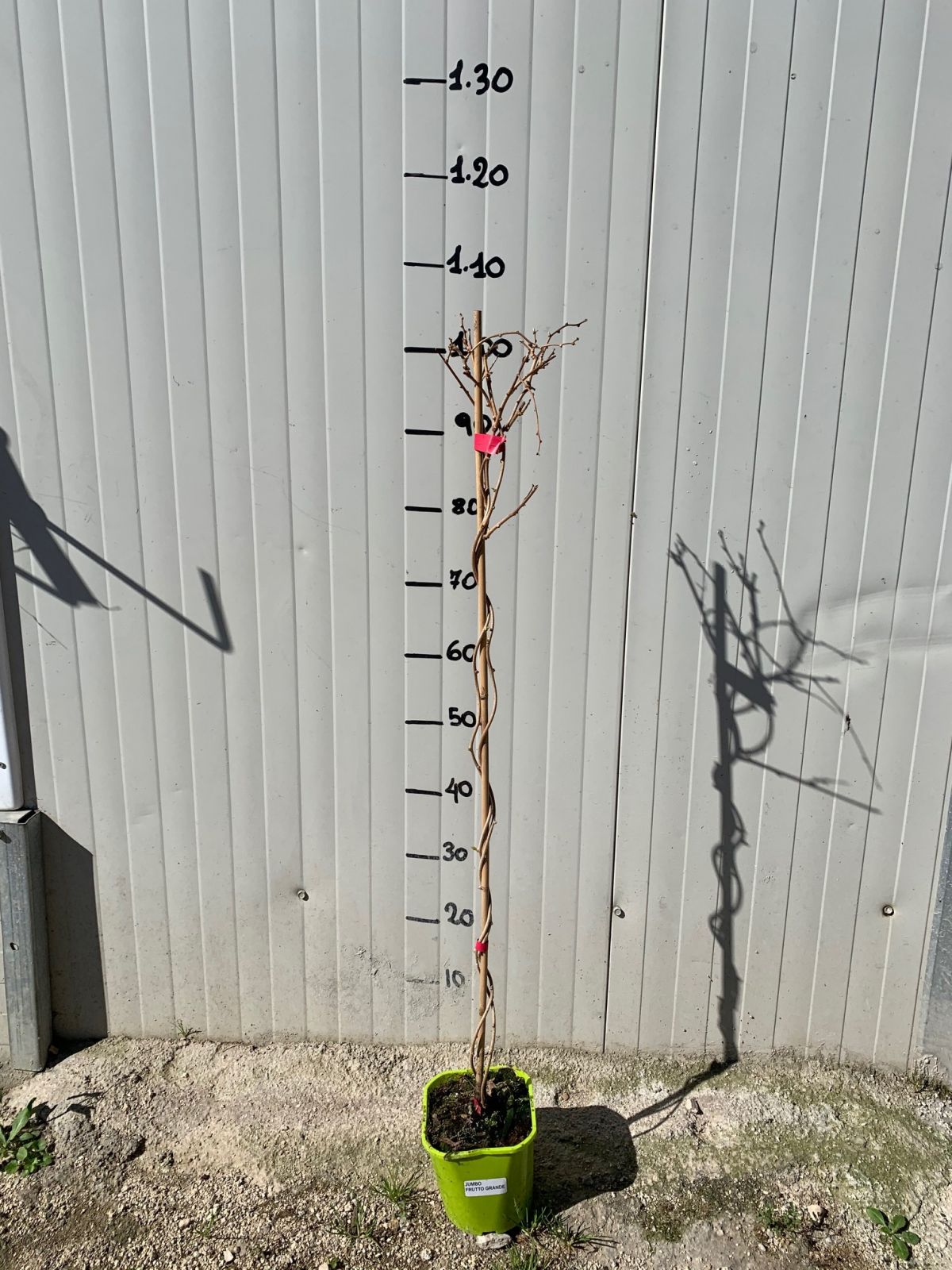 Pianta di Kiwi Arguta Issai (autofertile) mini kiwi foto reali H 110cm