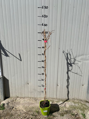 Pianta di Kiwi Arguta Issai (autofertile) mini kiwi foto reali H 110cm