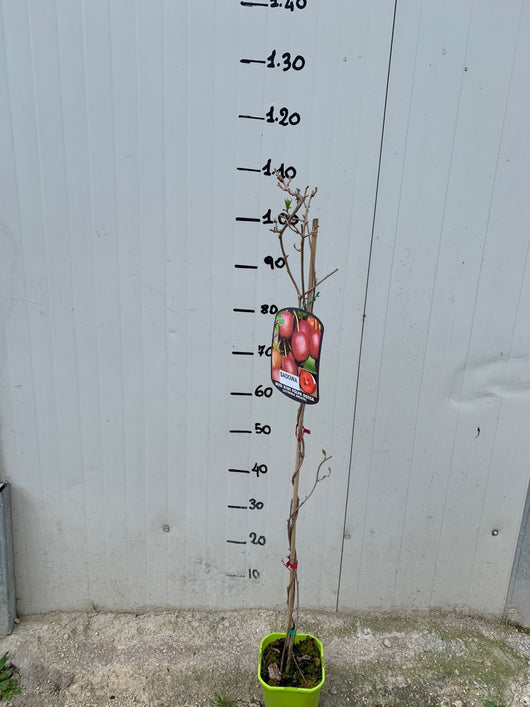 Pianta di kiwi Actinidia Arguta scarlet september (kiwi rosso) foto reali H 110cm