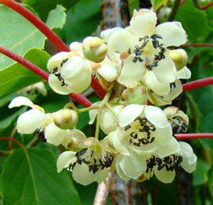 pianta di kiwi actinidia arguta cornel impollinatore