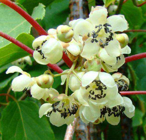 pianta di kiwi actinidia arguta cornel impollinatore