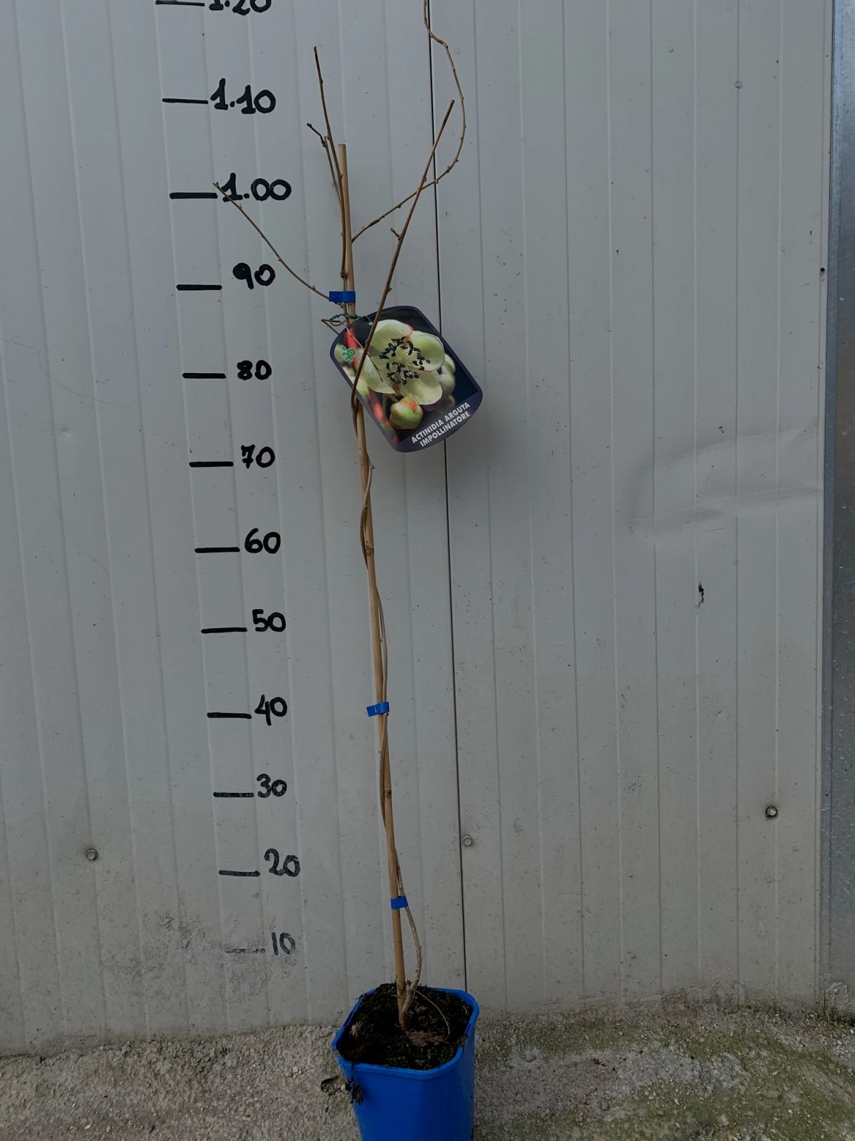 pianta di kiwi actinidia arguta cornel impollinatore