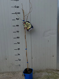 pianta di kiwi actinidia arguta cornel impollinatore