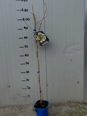 pianta di kiwi actinidia arguta cornel impollinatore