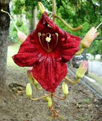 Pianta di Kigelia africana (Albero delle salsicce) foto reali