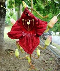 Pianta di Kigelia africana (Albero delle salsicce) foto reali