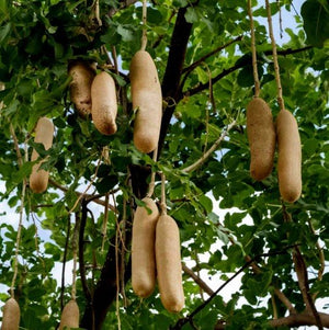 Pianta di Kigelia africana (Albero delle salsicce) foto reali