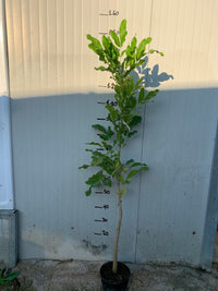 Pianta di Kigelia africana (Albero delle salsicce) foto reali