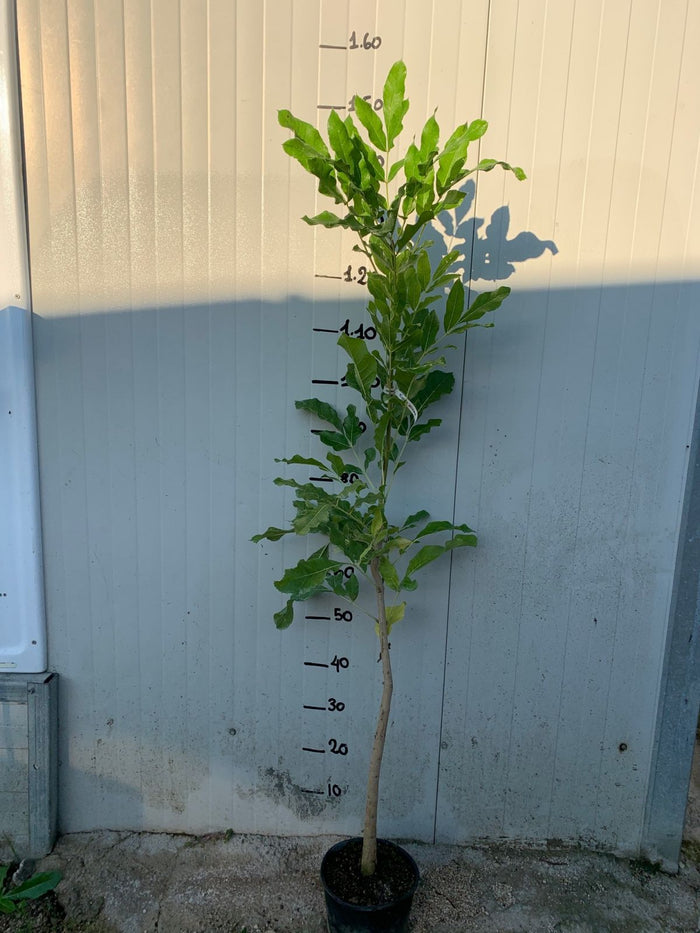Pianta di Kigelia africana (Albero delle salsicce) foto reali