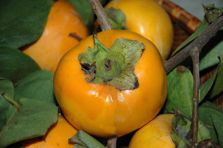 Pianta di kaki Vaniglia vaso 24cm foto reali