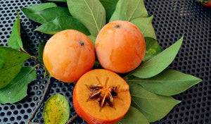 Pianta di kaki Vaniglia vaso 24cm foto reali