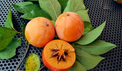 Pianta di kaki Vaniglia vaso 24cm foto reali