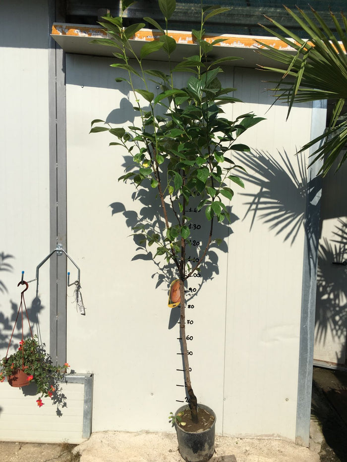 Pianta di kaki Vaniglia vaso 24cm foto reali