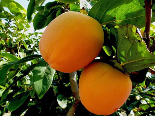 Pianta di Kaki Rojo Brillante vaso 24cm foto real