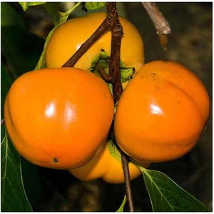 Pianta di Kaki Mela vaso 24cm foto reali