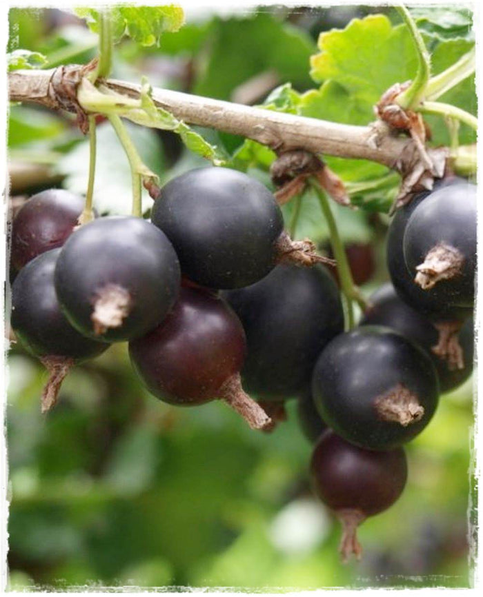 Pianta di Jostaberry (incrocio ribes nero-uva spina) foto reali H 150 cm