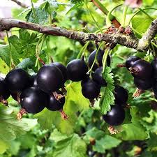 Pianta di Jostaberry (incrocio ribes nero-uva spina) foto reali H 150 cm