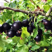 Pianta di Jostaberry (incrocio ribes nero-uva spina) foto reali H 150 cm