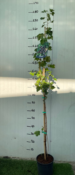 Pianta di Jostaberry (incrocio ribes nero-uva spina) foto reali H 150 cm