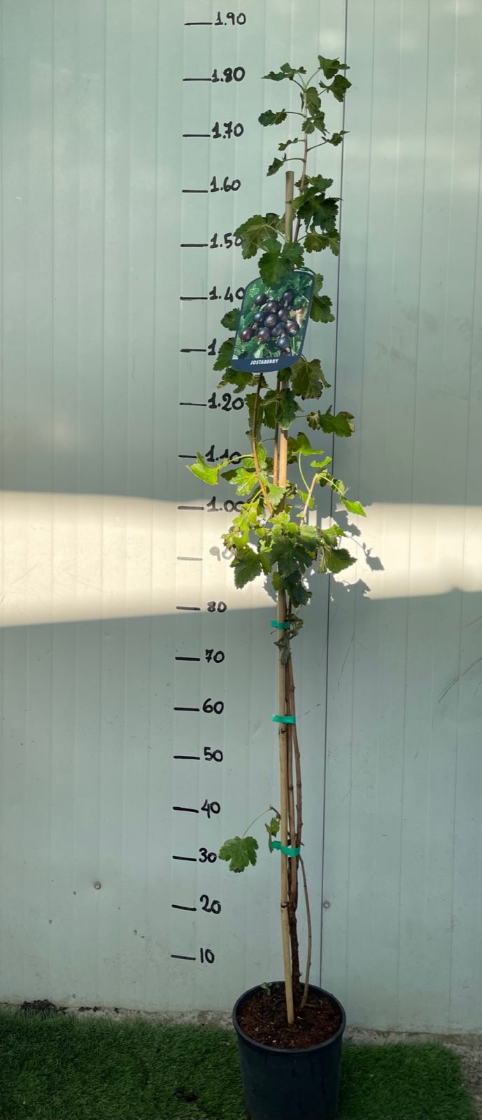 Pianta di Jostaberry (incrocio ribes nero-uva spina) foto reali H 150 cm