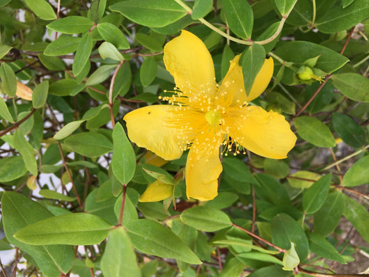 Pianta di Hypericum hydcote vaso 18cm