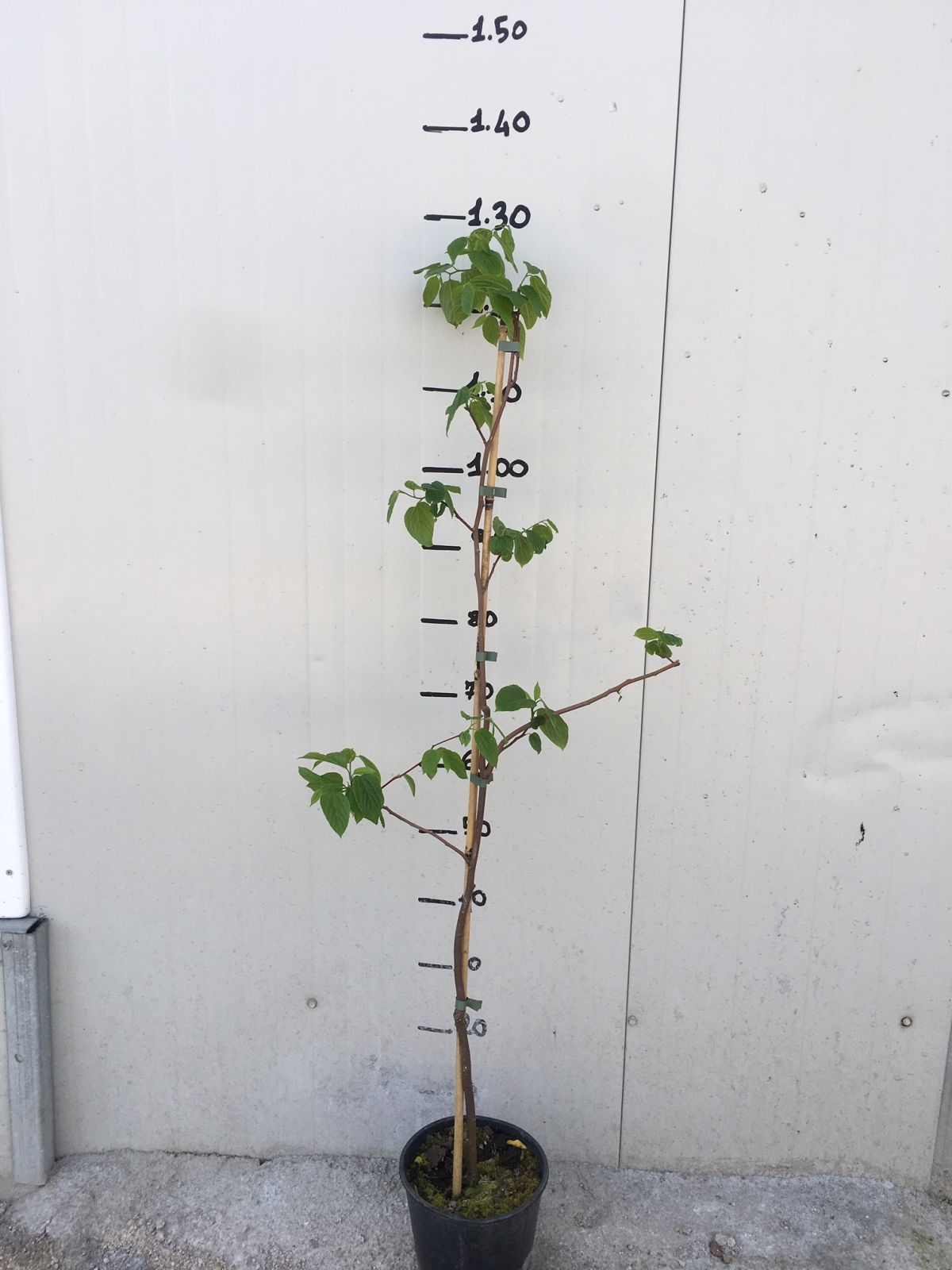 Pianta di Hovenia Dulcis Albero dell' Uva Passa vaso 18cm foto reali