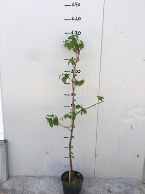 Pianta di Hovenia Dulcis Albero dell' Uva Passa vaso 18cm foto reali