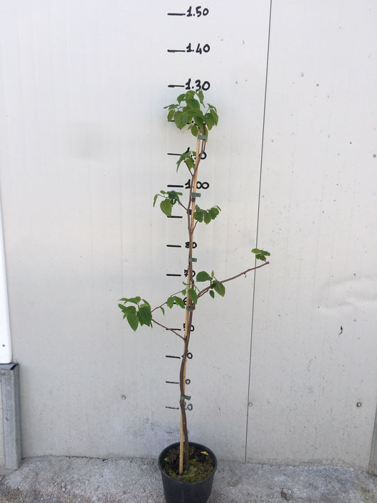 Pianta di Hovenia Dulcis Albero dell' Uva Passa vaso 18cm foto reali
