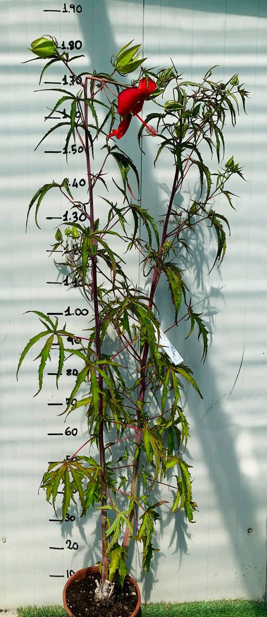 Pianta di Hibiscus coccineus fiore rosso foto reali H 150cm