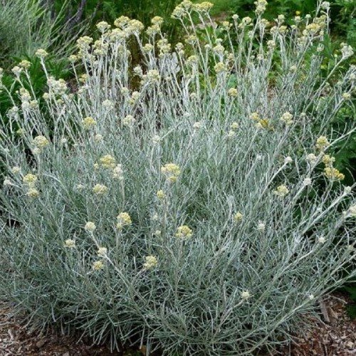 PIANTA DI HELICRISIUM LIQUIRIZIA VASO 14CM