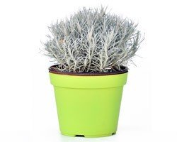 PIANTA DI HELICRISIUM LIQUIRIZIA VASO 14CM