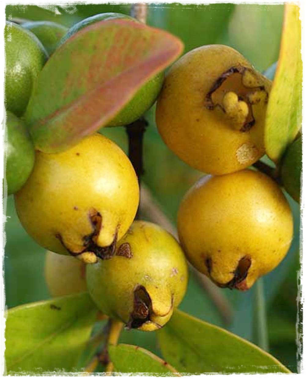 Pianta di Guava limone (Psidium guajava) foto reali h 150 cm