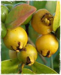 Pianta di Guava limone (Psidium guajava) foto reali h 150 cm