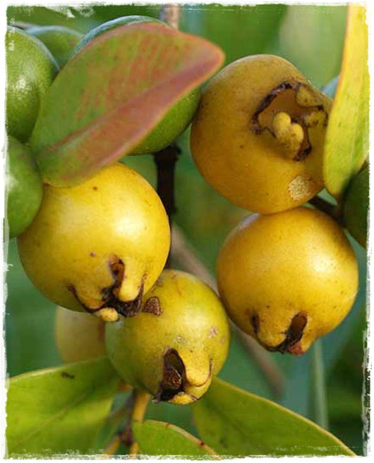 Pianta di Guava limone (Psidium guajava) foto reali h 150 cm