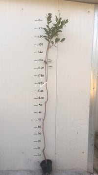 Pianta di Guava limone (Psidium guajava) foto reali h 150 cm