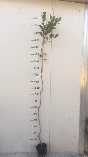 Pianta di Guava limone (Psidium guajava) foto reali h 150 cm