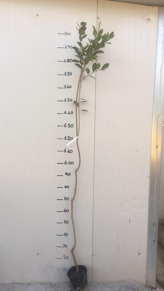 Pianta di Guava limone (Psidium guajava) foto reali h 150 cm