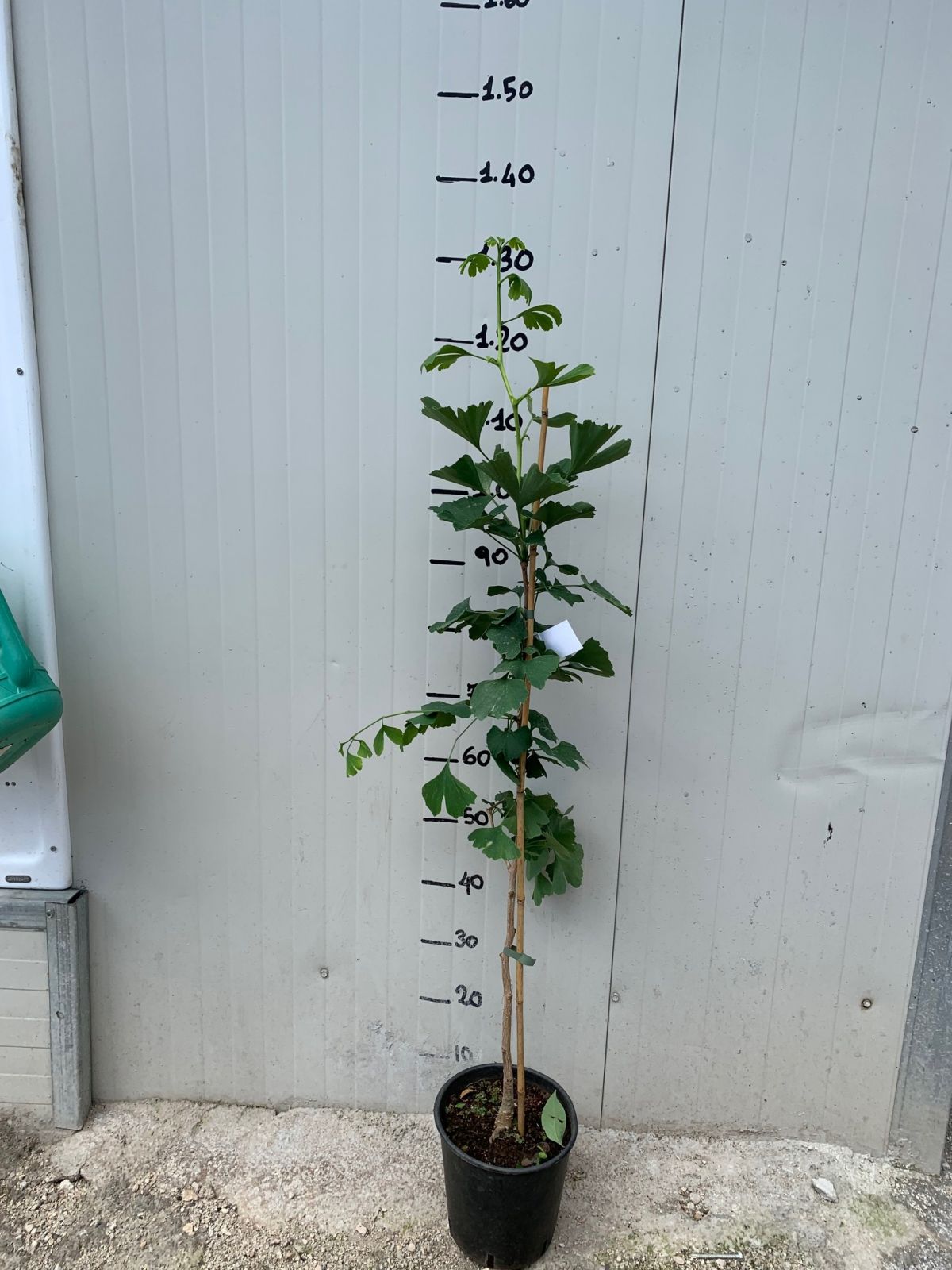 Pianta di Ginkgo biloba vaso 18cm foto reali H 70cm