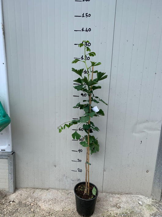 Pianta di Ginkgo biloba vaso 18cm foto reali H 70cm