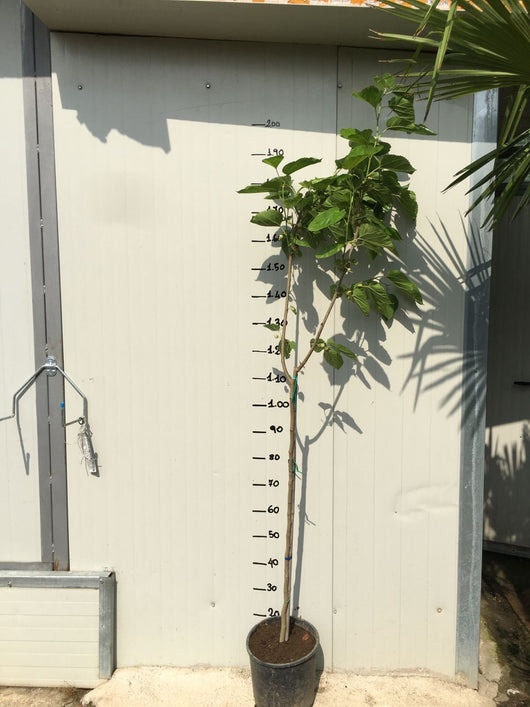 Pianta di gelso nero in vaso 24cm H 150cm foto reali