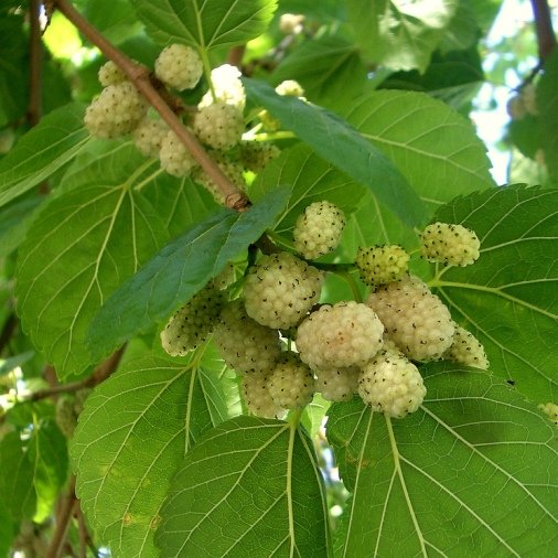 Pianta di Gelso bianco vaso 24cm foto reali