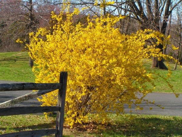 Pianta di Forsizia Forythia x intermedia Lynwood vaso 18cm