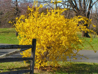 Pianta di Forsizia Forythia x intermedia Lynwood vaso 18cm