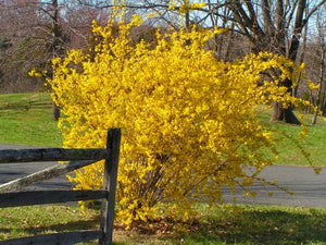 Pianta di Forsizia Forythia x intermedia Lynwood vaso 18cm