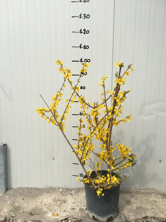 Pianta di Forsizia Forythia x intermedia Lynwood vaso 18cm