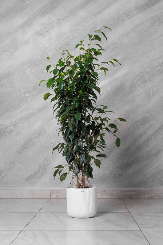 Pianta di Ficus benjamina Danielle vaso 16cm h 110cm