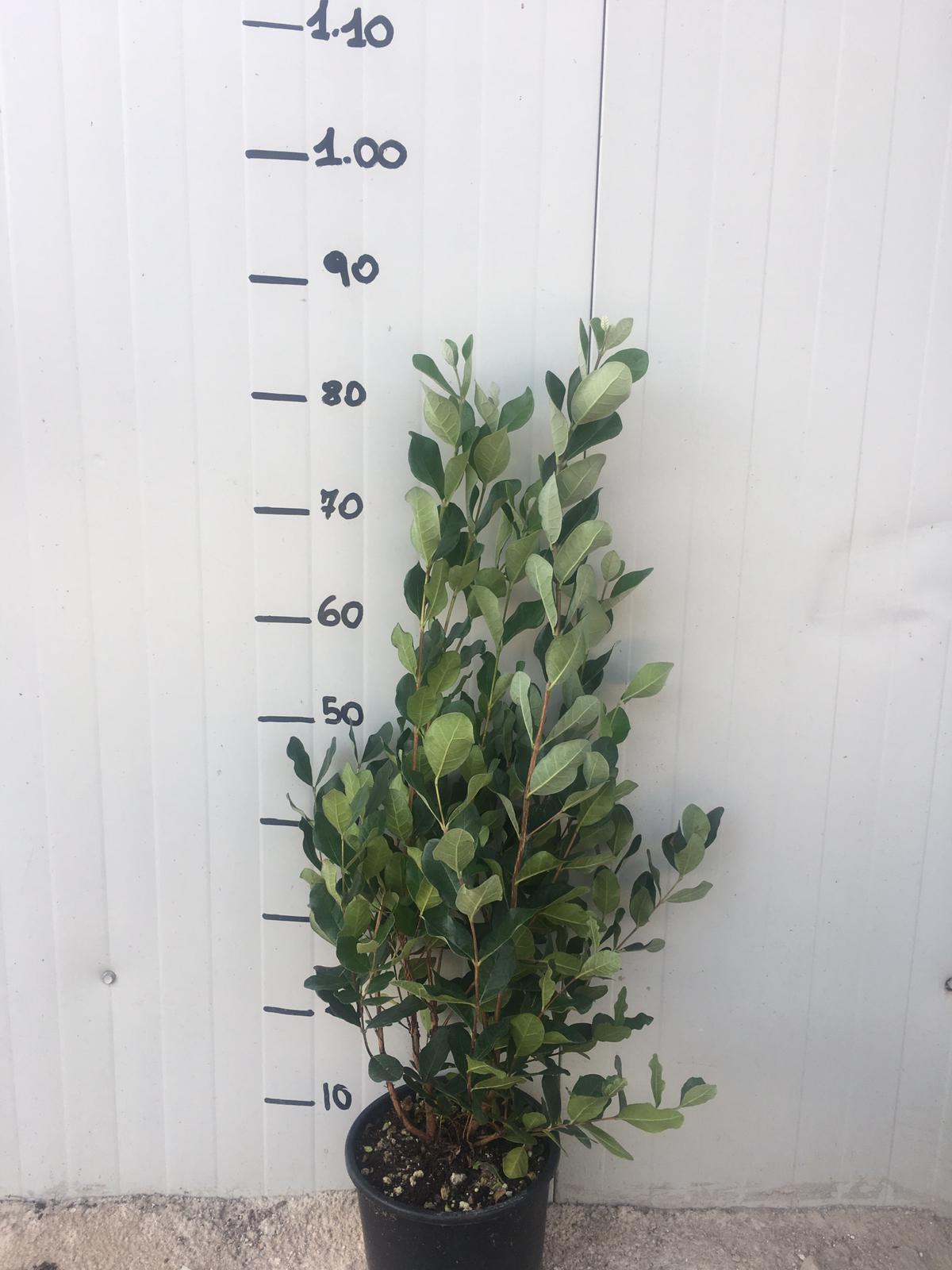 Pianta di feijoa sellowiana acca foto reali h 80cm